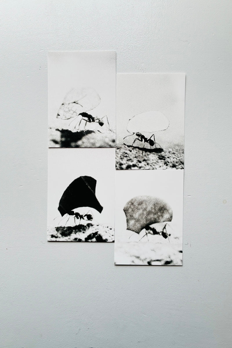 Special Set] Natural Sources (German Edition) / Jochen Lempert