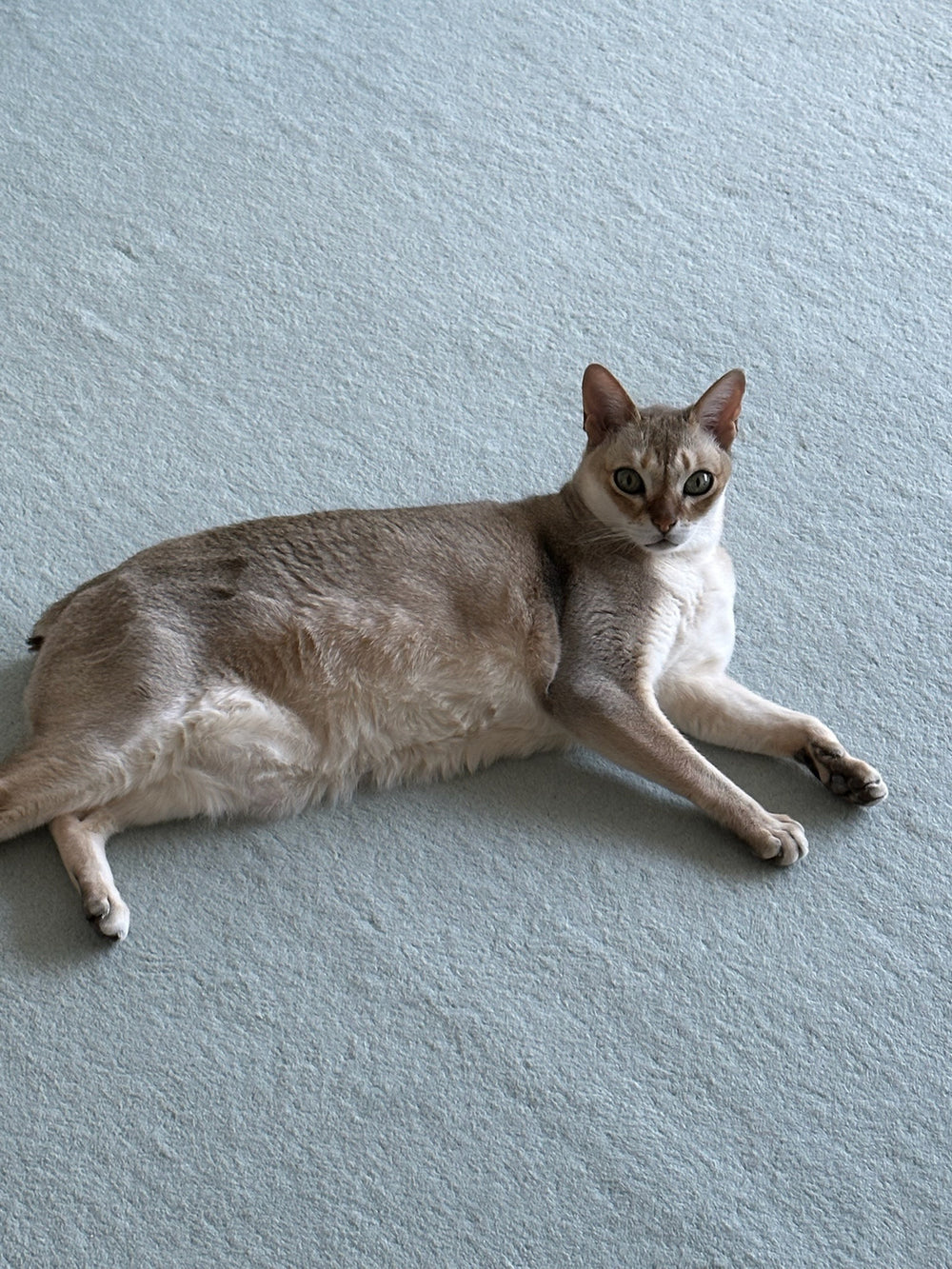 This Is Not My Cat / Takashi Homma