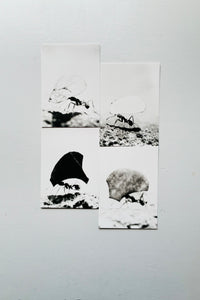 Blattschneiderameisen I-IV (4 POST CARDS SET) / Jochen Lempert