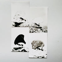 Blattschneiderameisen I-IV (4 POST CARDS SET) / Jochen Lempert