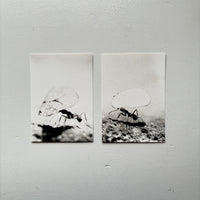 Blattschneiderameisen I-IV (4 POST CARDS SET) / Jochen Lempert