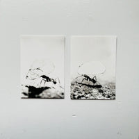 Blattschneiderameisen I-IV (4 POST CARDS SET) / Jochen Lempert