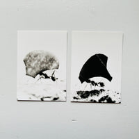 Blattschneiderameisen I-IV (4 POST CARDS SET) / Jochen Lempert
