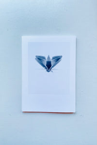 Local Ecology: KASTELLORIZO / Jochen Lempert