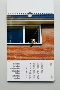 Cats and Dogs in the Window Calendar 2026 / Chantal Rens