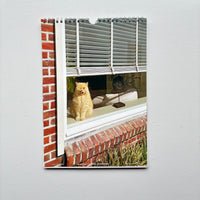 Cats and Dogs in the Window Calendar 2026 / Chantal Rens
