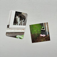 Cats and Dogs in the Window Calendar 2026 / Chantal Rens