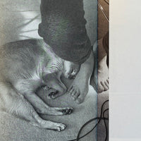 This Is Not My Cat / Takashi Homma