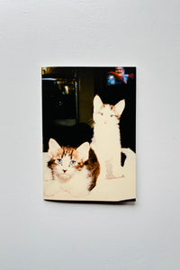 THE FOREVER CAT 2025 / THE FOREVER CAT