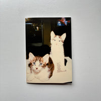 THE FOREVER CAT 2025 / THE FOREVER CAT