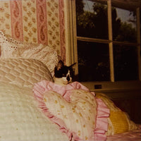 THE FOREVER CAT 2025 / THE FOREVER CAT