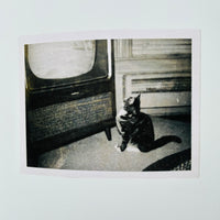 THE FOREVER CAT 2025 / THE FOREVER CAT