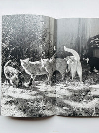 Low Fi Cats / Mark Steinmetz