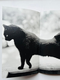 Low Fi Cats / Mark Steinmetz