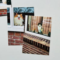 Cats and Dogs in the Window 2（10 POST CARDS SET) / Chantal Rens