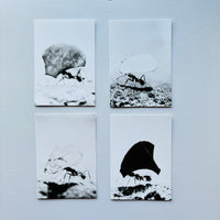 Blattschneiderameisen I-IV (4 POST CARDS SET) / Jochen Lempert