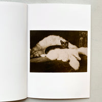 THE BLACK CAT / THE FOREVER CAT