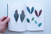 Anthropophyta / 人工植物門 / 本多沙映