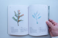 Anthropophyta / 人工植物門 / 本多沙映