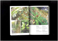 MIST LOVERS “Rainforest Plants”