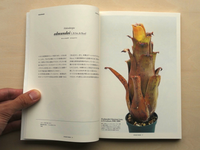 HOHENBERGIA “Serrate Tanks”