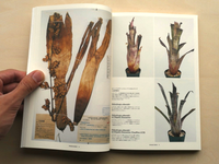 HOHENBERGIA “Serrate Tanks”