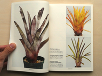 HOHENBERGIA “Serrate Tanks”