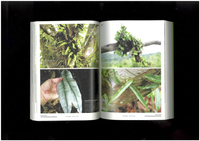 MIST LOVERS “Rainforest Plants”