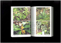 MIST LOVERS “Rainforest Plants”