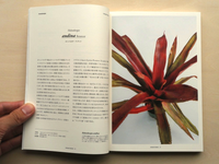 HOHENBERGIA “Serrate Tanks”