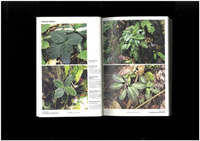 MIST LOVERS “Rainforest Plants”