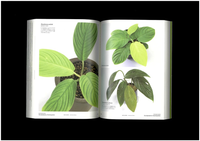 MIST LOVERS “Rainforest Plants”