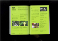 MIST LOVERS “Rainforest Plants”