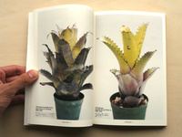 HOHENBERGIA “Serrate Tanks”