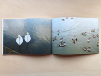 murren vol.20: WANDERVOGEL